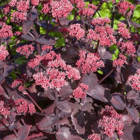 Herbst-Fettblatt 'Chocoloate Cherry' - Willemse