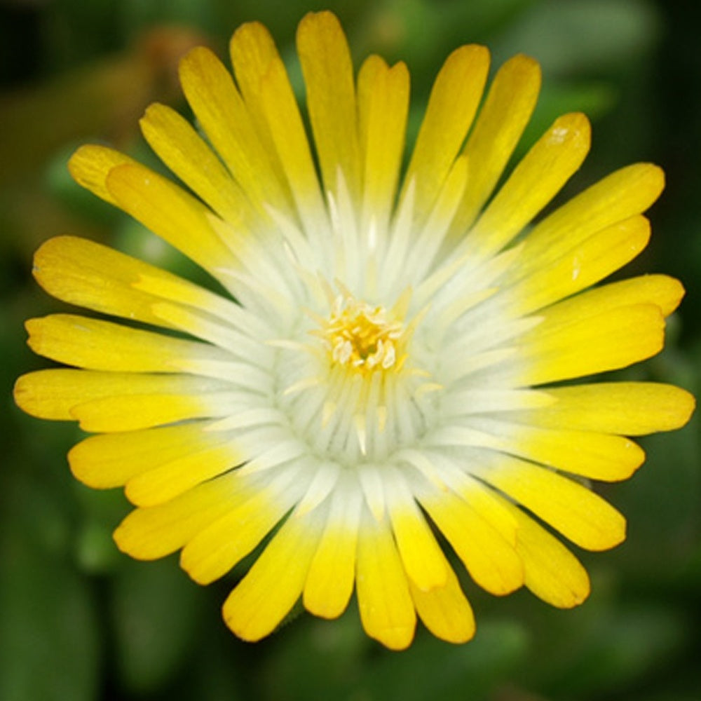 Mittagsblume Jewel of Desert Peridot ® - Delosperma 'jewel of desert peridott' ® - Willemse