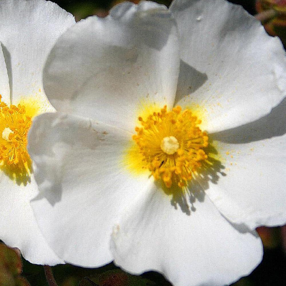 Montpellier-Zistrose - Cistus monspeliensis - Willemse