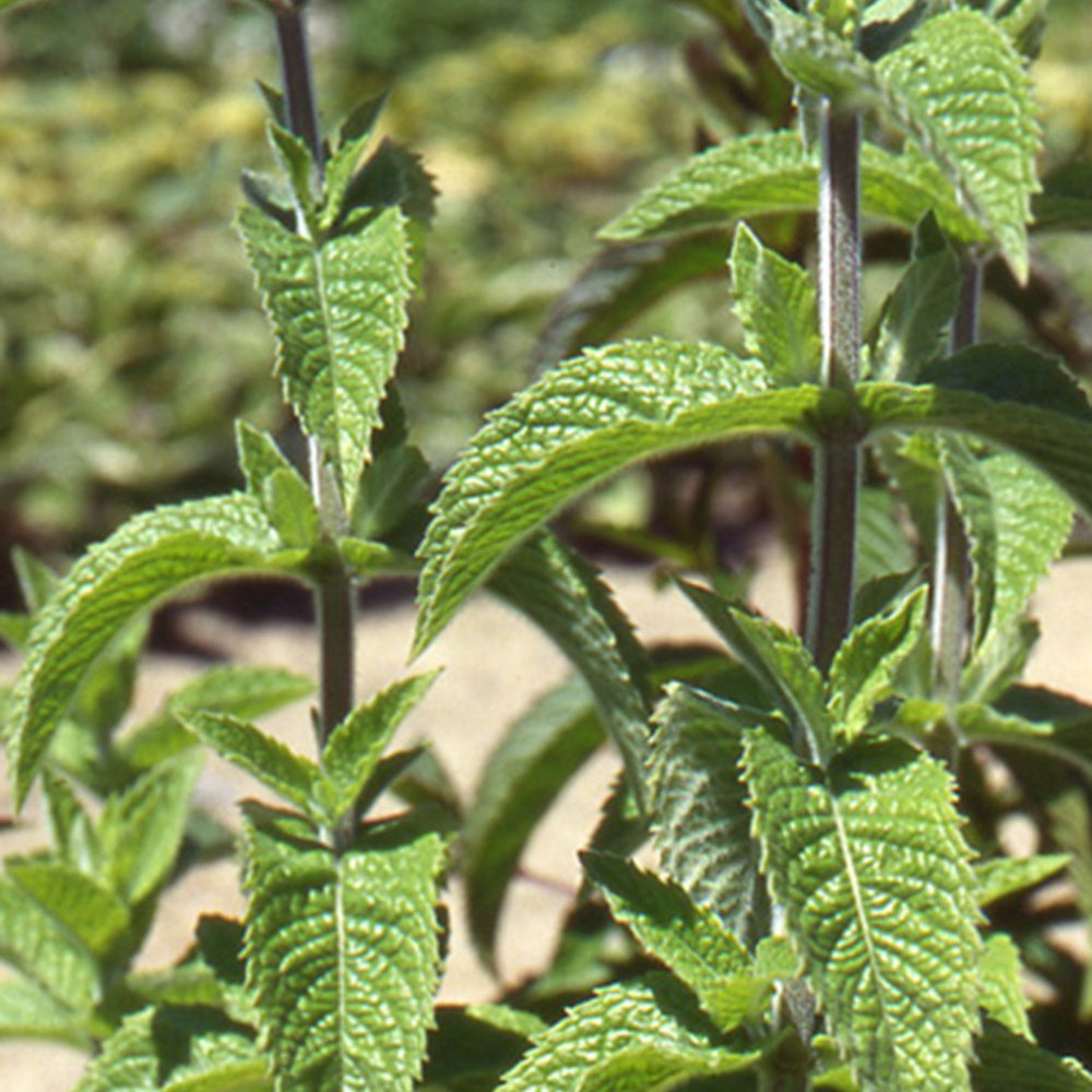 Marokkanische Minze 'Maroccan' - Mentha spicata - Minze