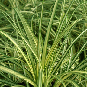 Carex oshimensis evergold - Japan-Segge ‘Evergold’ - Carex