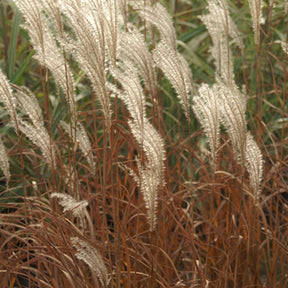 Zwerg-Chinaschilf 'Adagio' - Miscanthus sinensis Adagio - Willemse