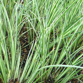 Kalmus 'Argenteostriatus' - Acorus gramineus argenteostriatus - Sträucher und Stauden