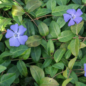 Vinca minor - Kleines Immergrün - Immergrün
