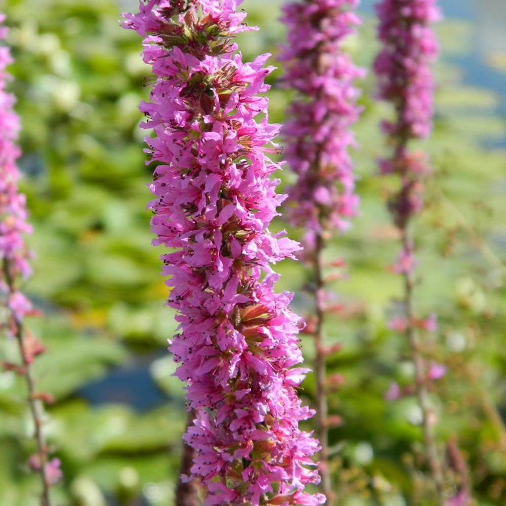 Lythrum salicaria - Blut-Weiderich - Alle Teichpflanzen