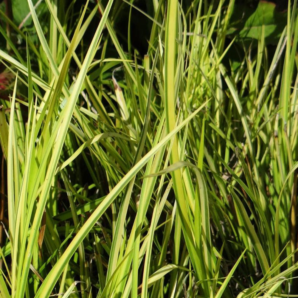 Verkauf Schmalblättriger Kalmus 'Ogon' - Acorus gramineus ogon