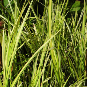 Verkauf Schmalblättriger Kalmus 'Ogon' - Acorus gramineus ogon