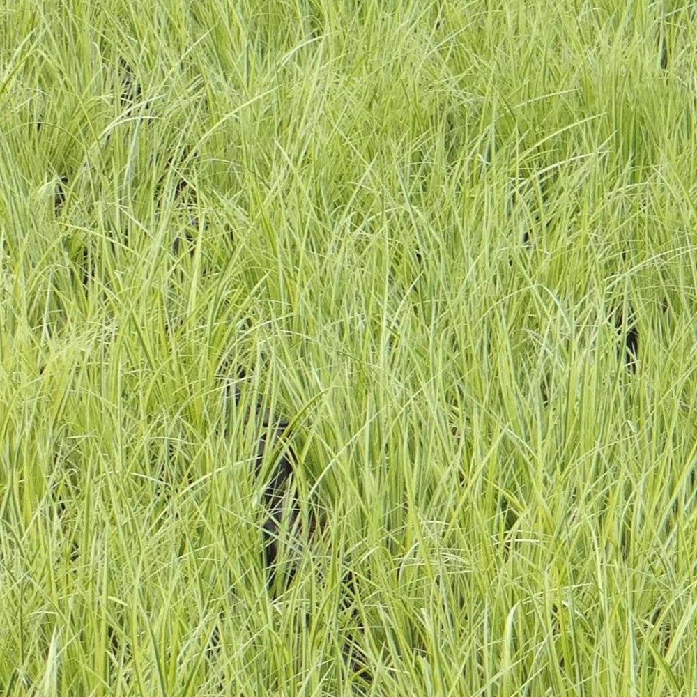 Schmalblättriger Kalmus 'Ogon' - Alle Teichpflanzen - Willemse