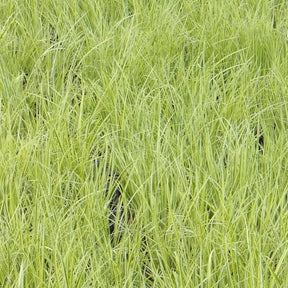 Schmalblättriger Kalmus 'Ogon' - Alle Teichpflanzen - Willemse