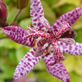 Krötenlilie - Tricyrtis hirta - Stauden