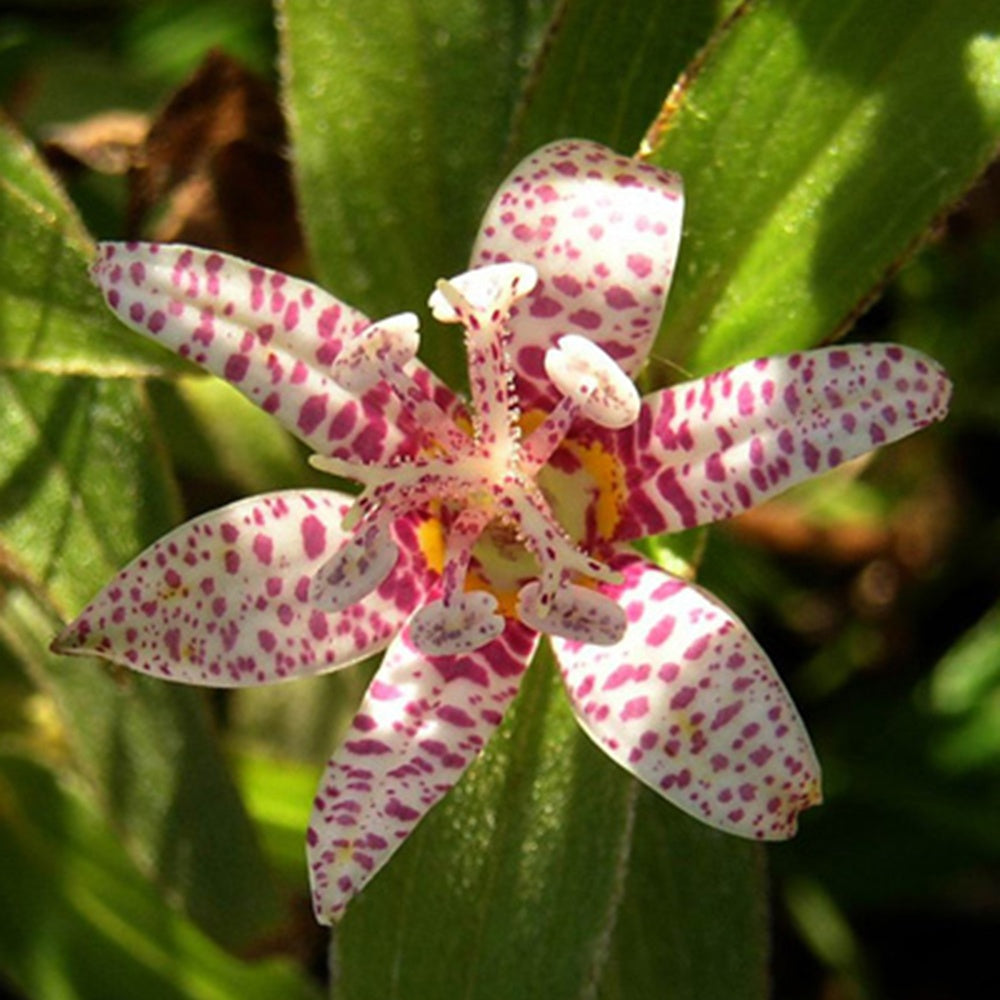 Krötenlilie - Tricyrtis hirta