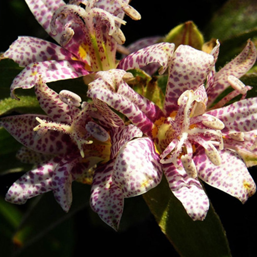 Krötenlilie - Tricyrtis hirta