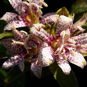 Krötenlilie - Tricyrtis hirta