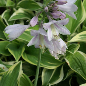 Funkie 'Wilde Brim' - Hosta hybride wide brim