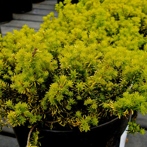 Schneeheide Golden Starlet - Willemse