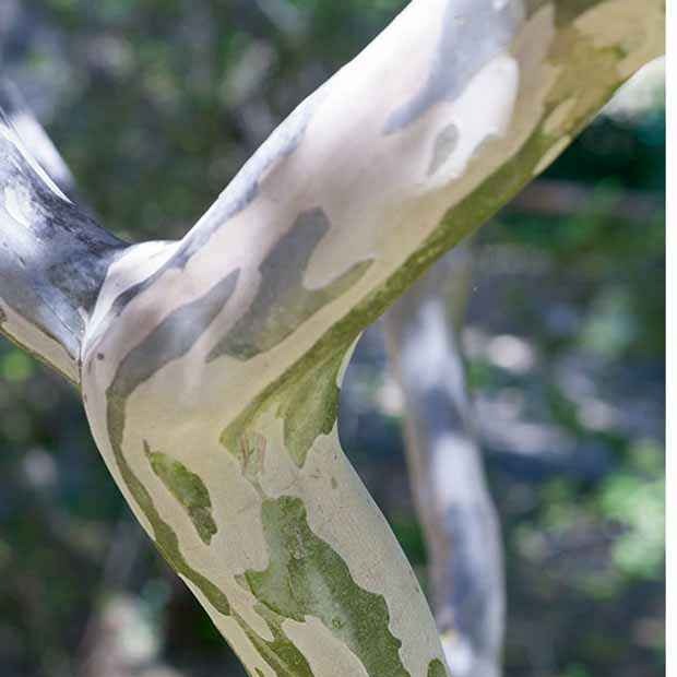 Kräuselmyrte ‘Turenne’ rosa - Sträucher - Willemse