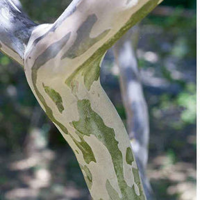 Indischer Flieder - Kreppmyrte violett - Lagerstroemia indica Lafayette