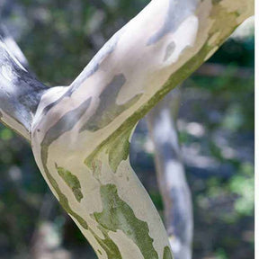 Sträucher - Lagerströmie rot - Lagerstroemia indica Red Imperator