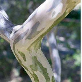 Verkauf Kreppmyrten Kollektion Rot/Violett/Weiß (x3) - Indischer Flieder