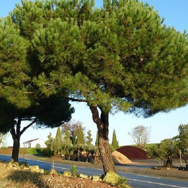 Pinie - Pinus pinea - Willemse