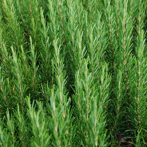 Rosmarin - Rosmarin - Willemse