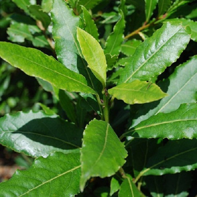Lorbeerstrauch (Laurus nobilis) - Winterhart - Laurus nobilis