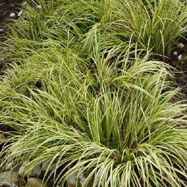 Schmalblättriger Kalmus 'Ogon' - Acorus gramineus ogon - Willemse