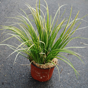 Verkauf Schmalblättriger Kalmus 'Ogon'