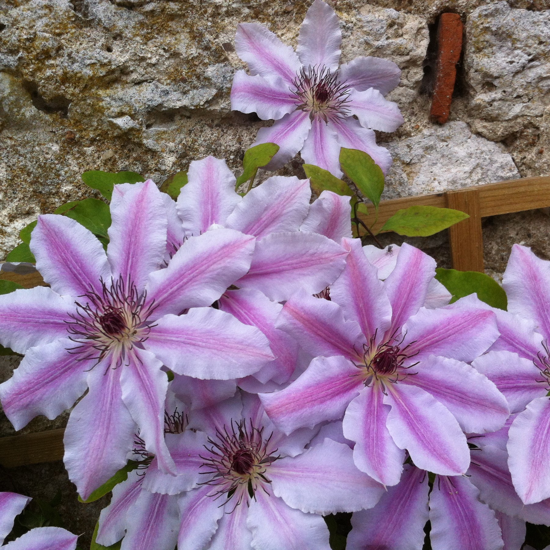 Waldrebe 'Nelly Moser' - Clematis 'nelly moser'