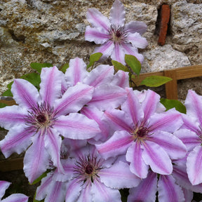 Waldrebe 'Nelly Moser' - Clematis 'nelly moser'