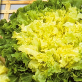 Endiviensalat Eminence - Willemse