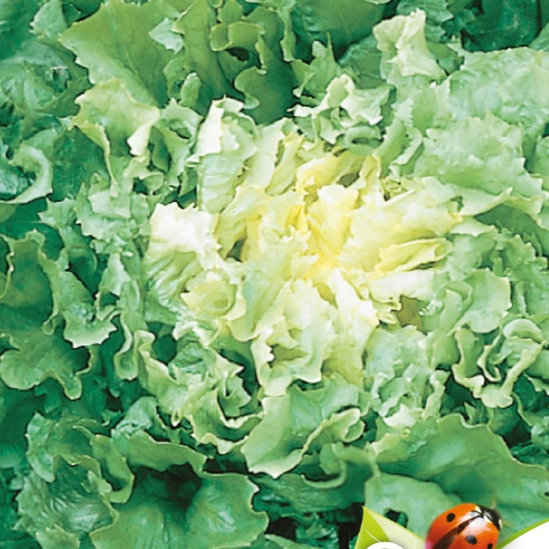 Endiviensalat Grosse gelockte Nuance Bio - Willemse