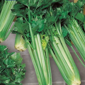 Sellerie Green Sleeves - Willemse