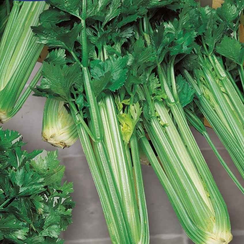 Sellerie Green Sleeves - Willemse