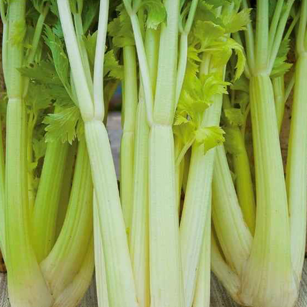 Sellerie Chemin 2 - Willemse