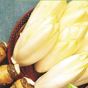 Zichorie ‘Mechelse Middelvroeg’ Bio - Willemse