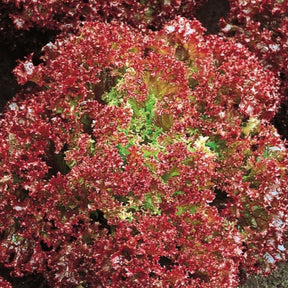 Pflücksalat ‘Lollo Rossa’ Bio - Willemse