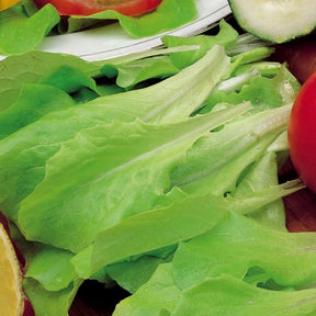 Blonder Schnittsalat Verbessert Witte Dunsel - Willemse