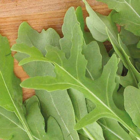 Rucola Rocky Wild Bio - Willemse