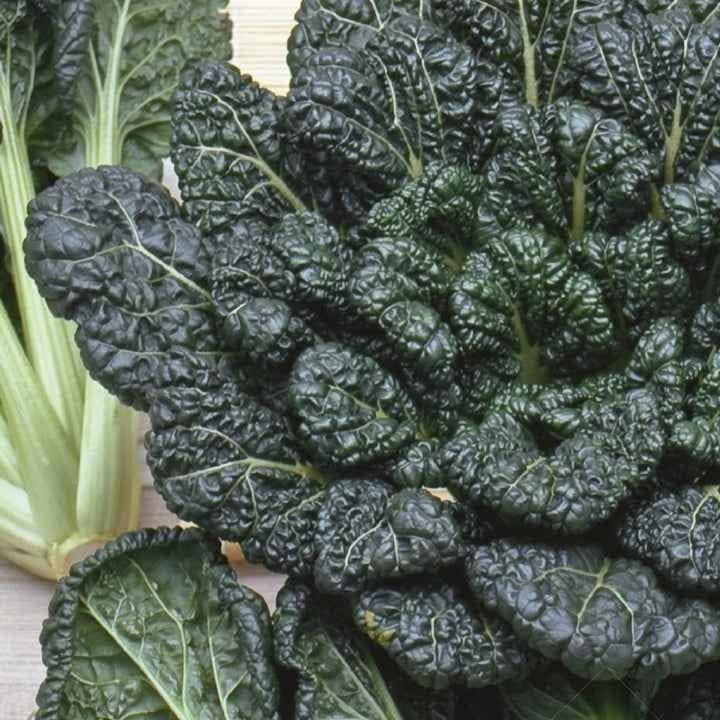 Chinakohl Tatsoi Bio - Willemse