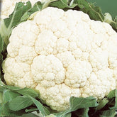 Blumenkohl ‘Alpha 6 Fortados’ - Willemse