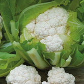 Winterblumenkohl Walcheren Winter 5 - Willemse