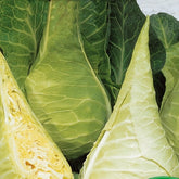 Weißkohl ‘Filderkraut Express’ - Willemse