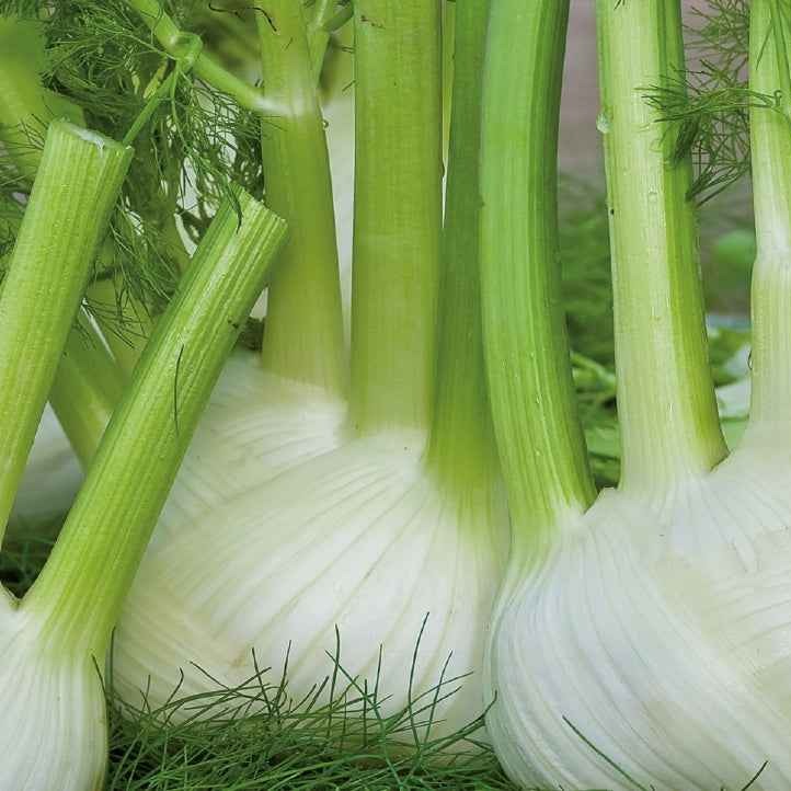 Süßer Fenchel Finale Bio - Willemse