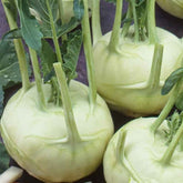 Weißer Kohlrabi Lanro Bio - Willemse