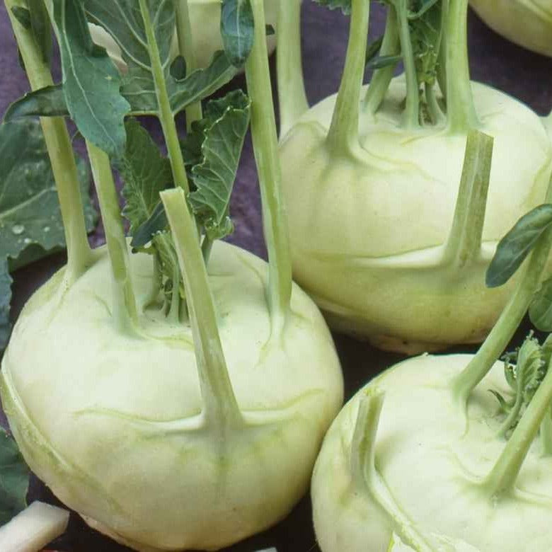 Weißer Kohlrabi Lanro Bio - Willemse