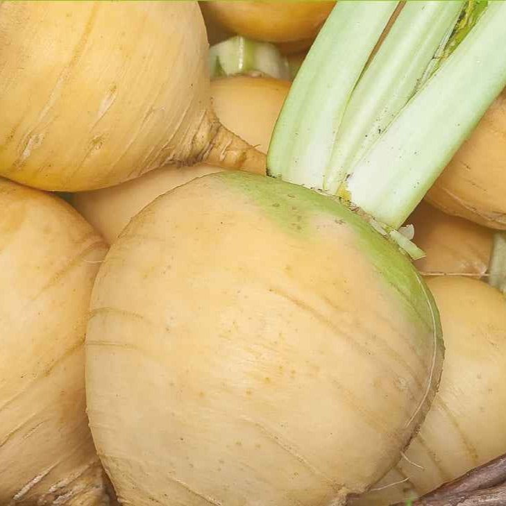 Kohlrabi Goldana Bio - Willemse