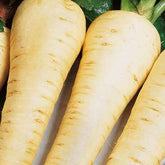 Pastinake halblang Gladiator F1 - Willemse