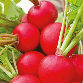 Möhren Resistafly F (Tozresis) - Willemse