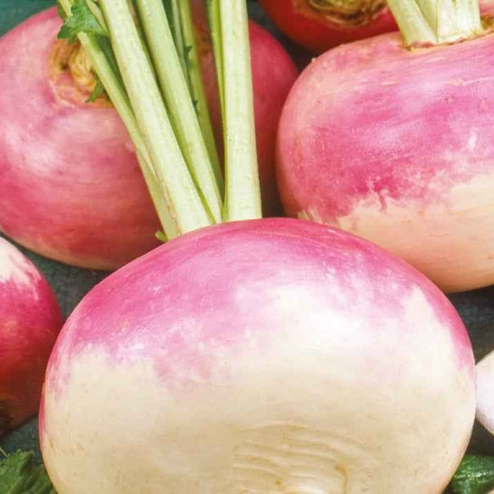 Mairübchen Di Milano Bio - Willemse